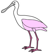 Roseate Spoonbill