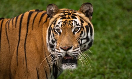 A Sumatran tiger portrait