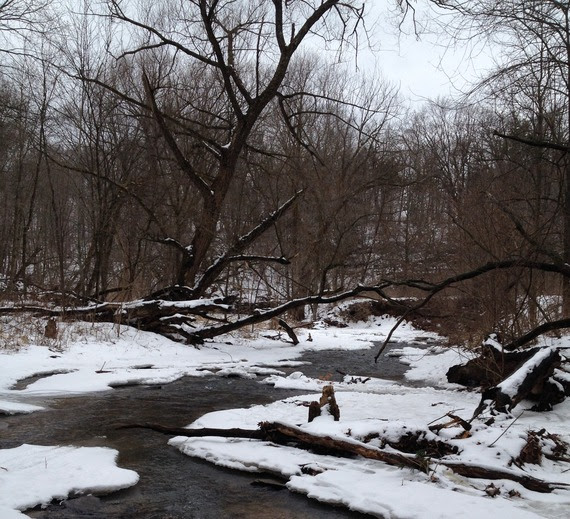 Cropped Photo of a creek and forest during winter