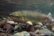 Underwater closeup of a female Chinook salmon guarding her nest