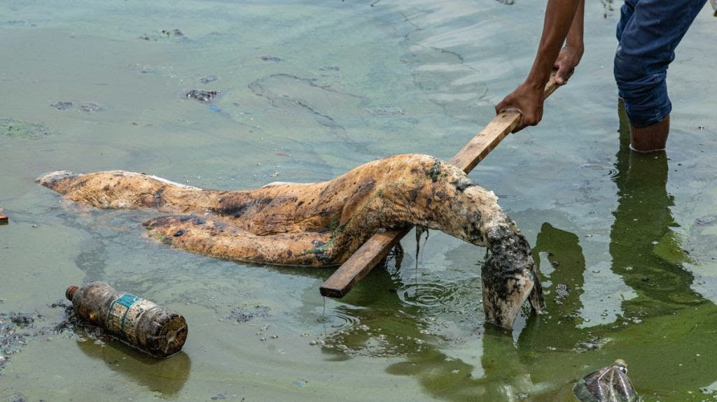 MARACAIBO (VENEZUELA), 15/09/2024.- Fotografía del 12 de septiembre de 2024 que muestra una persona sacando el cadáver de un delfín en el Lago de Maracaibo (Venezuela). Un manatí y un delfín fueron hallados muertos en el Lago de Maracaibo, el más grande de Venezuela, que ambientalistas y pescadores denuncian su contaminación por causas como los "derrames de petróleo", la basura y una bacteria llamada verdín, pese a un plan gubernamental de recuperación puesto en marcha el año pasado. EFE/ Henry Chirinos