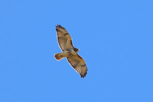 Red-tailed Hawk by S McLaughlin 10-24