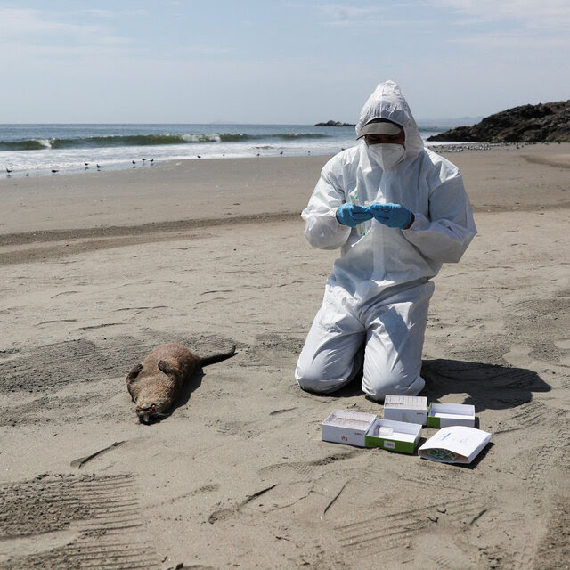 A single health worker in white protective gear, a mask and blue rubber gloves kneels on a beach where an otter lies on its back. The worker prepares a swap to take samples from the otter.