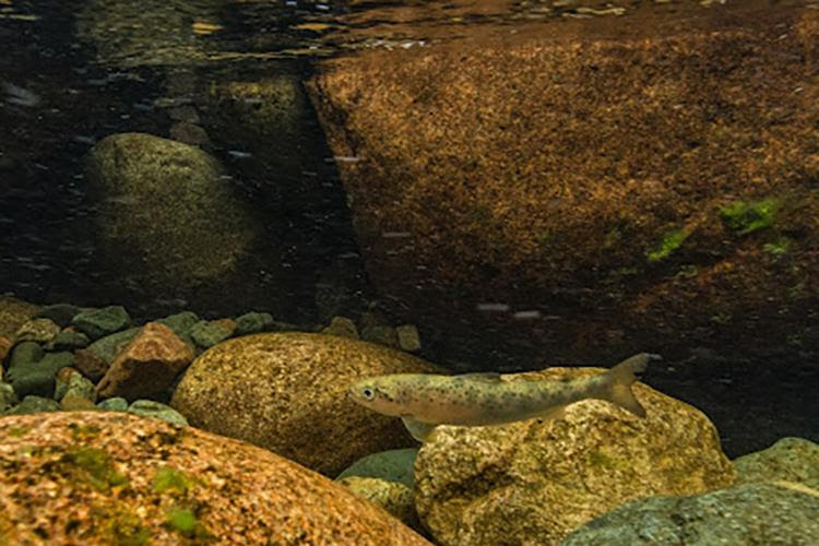 A spotted, silvery fish swimming in clear, clean, rocky river habitat.