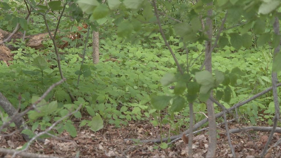 RIDEM reminds people to stay away from baby deer, other wildlife
