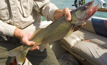 A person holds a freshly-caught walleye in both hands.