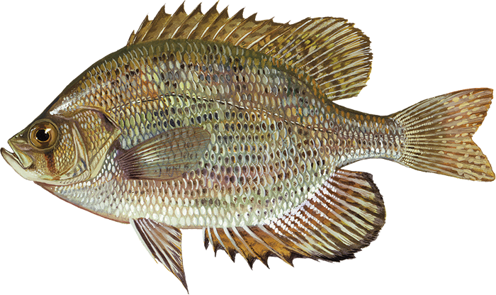 illustration of flier