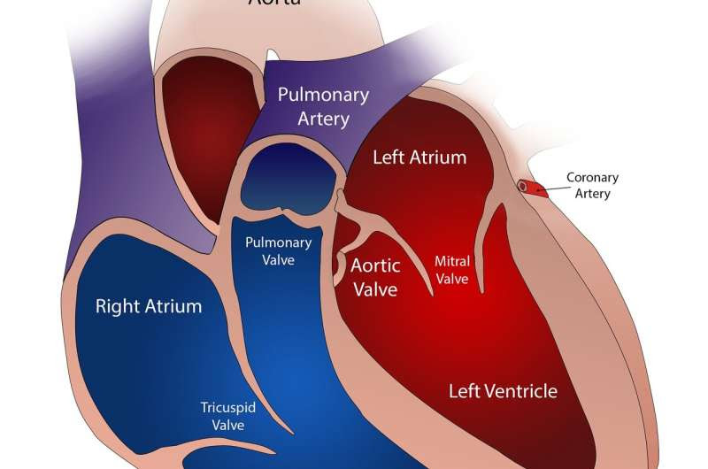 aorta