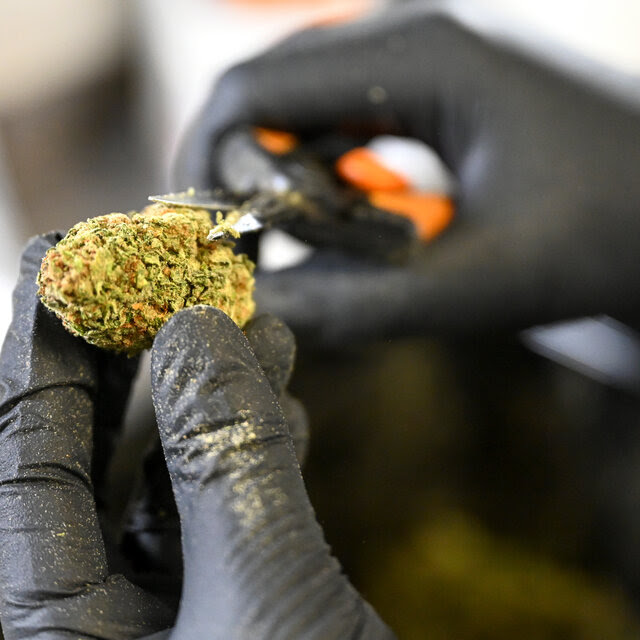 A close-up of an individual’s hands trimming a large marijuana bud with scissors.