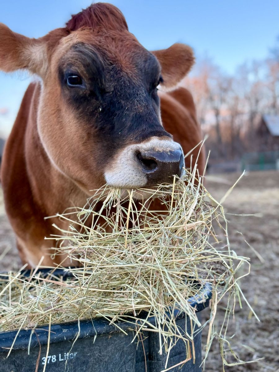 Cow eating