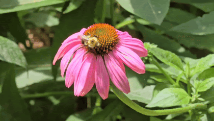 Bee-Polinating-Echinacea-Coneflower