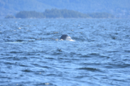 bowhead whale