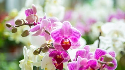 El truco casero para hacer florecer tus orquídeas: riégalas una vez al mes con este ingrediente de cocina