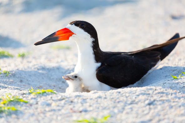 BLSK adult & chick