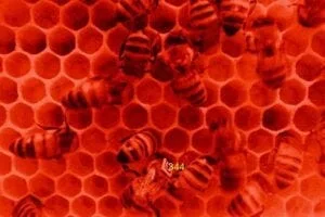 Under red light (used to film the bees without disturbing them), with one barcoded bee as detected by the image-analysis software and its personal identification number appears on the screen.