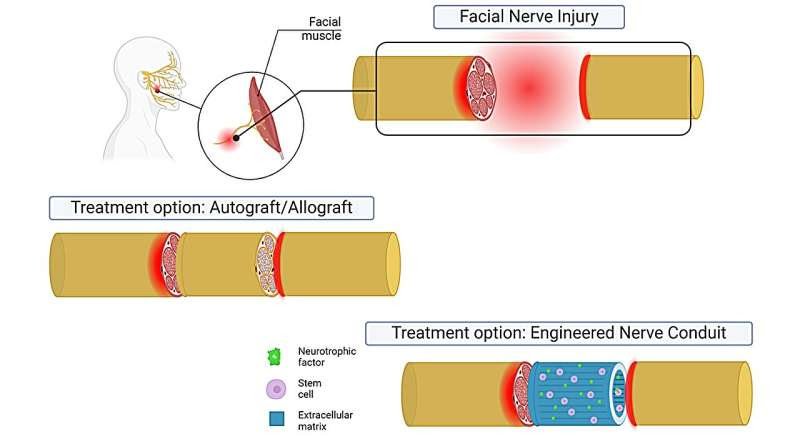 Researchers restore facial nerve function in animals with stem cell-based conduits