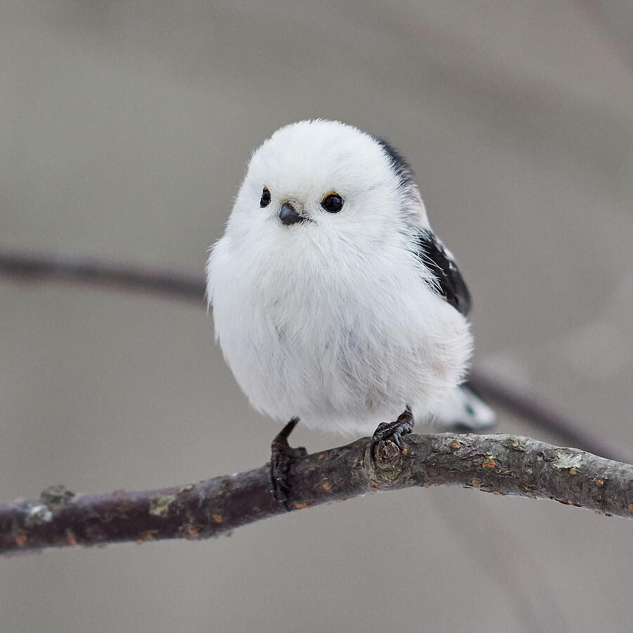 Long Tailed Tit - Telegraph