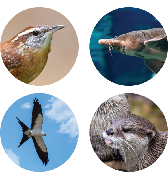 Close-up images of a carolina wren, sturgeon, swallowed-tail kite, and river otter