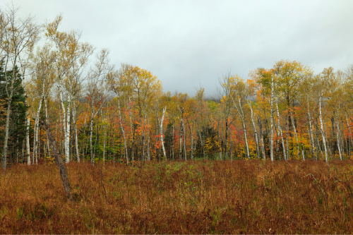 In the background, a stand of birch trees with yellow leaves stand behind a field of brownish reddish grasses with a cloudy sky above.