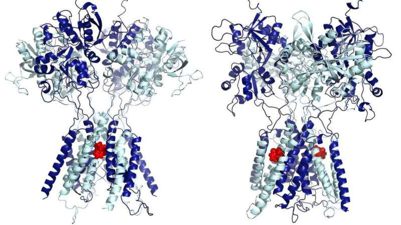 Discovery reveals how low-dose ketamine, a 'lifesaving' drug for major depression, alleviates symptoms withing hours