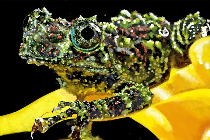 photo of Vietnamese mossy frogs