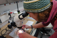 A fisheries scientist looks into a microscope at a zooplankton sample