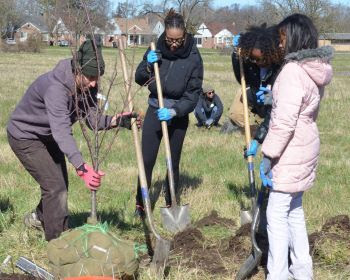 Group planting trees in Rouge Park