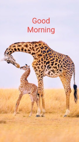 Giraffe-Good-Morning-Baby-Sephora-Myriam