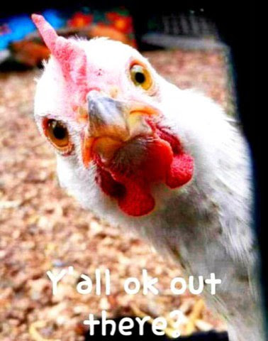 Hello-Y-all-OK-Chicken