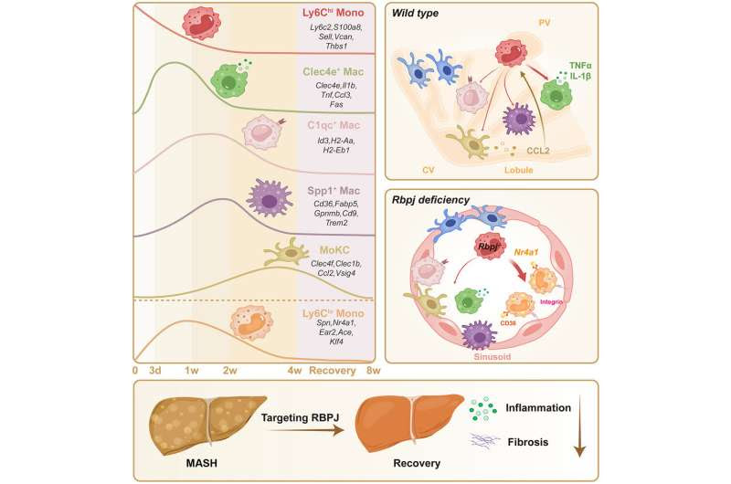 Scientists identify key protein in the inflammatory pathway driving fatty liver disease