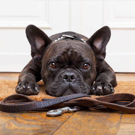 TIPS - April - Pet-friendly Features That Can Help Sell Your Home Faster 