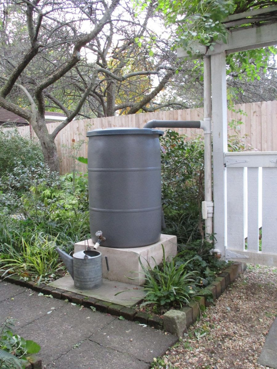 Rain%20Barrel%20connected%20to%20the%20trellice%20down%20spout%20(1).jpg