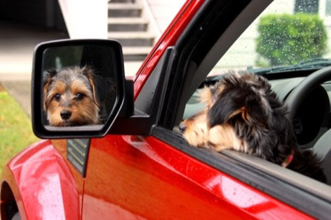 Dog-Car-Let-s-Go