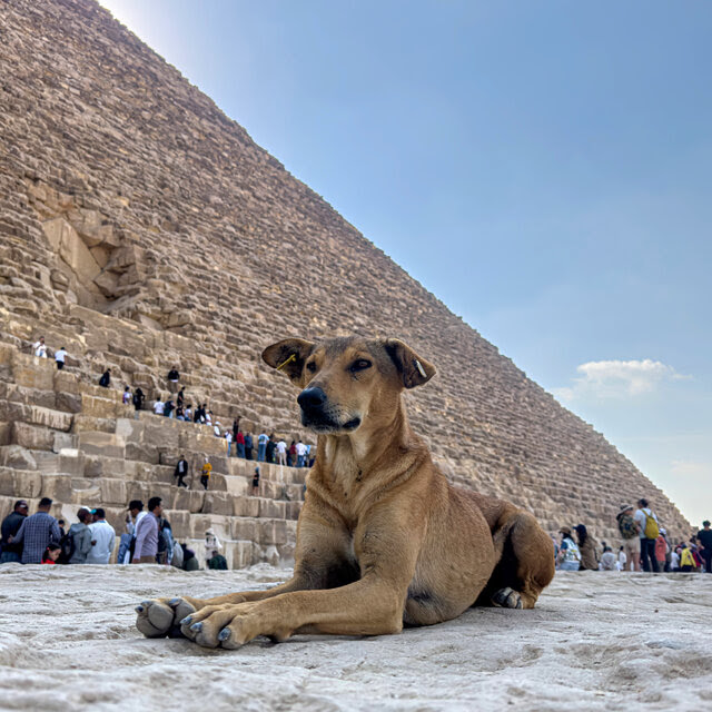 A dog sits in an almost sphinx-like pose at the base of a Great Pyramid. Tourists flock behind the dog.