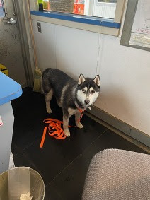 Husky with a bright orange leach in a small room