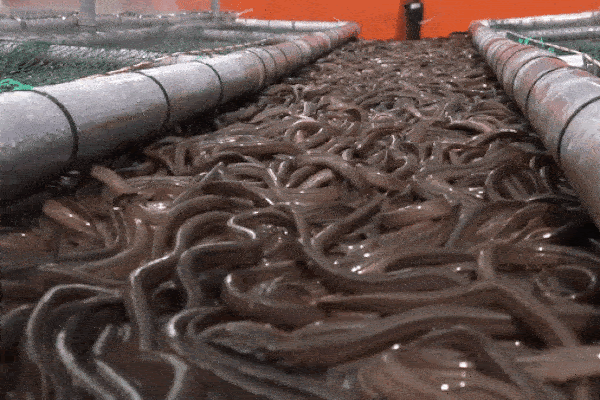 100.000 con lươn bò dày đặc dưới tấm vỉ lưới, ai nhìn cũng rất ngờ