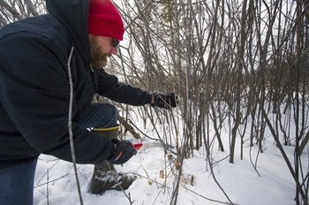 a man in black winter coat and red knit hat crouches in the snow, using a pruning trimmer to take off branches of a buckthorn plant, 