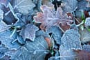 Inspired by the way frost forms unevenly on leaves, scientists have created new surfaces that repel ice formation for up to a week