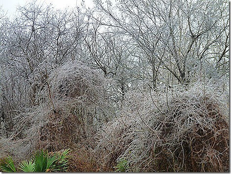 Thousand Trails Ice Storm