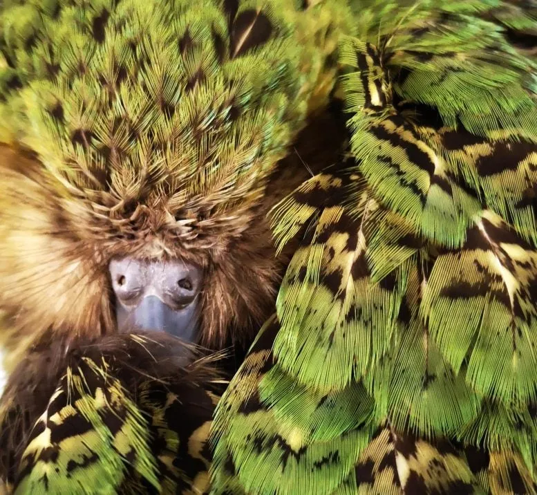 Kākāpō Feather Colors