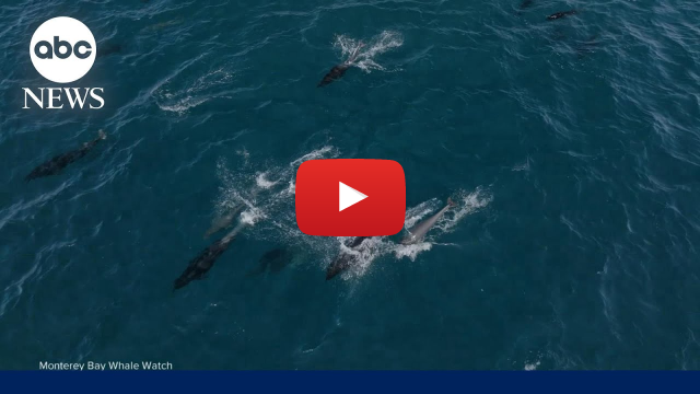 Thousands of dolphins swim together in California's Monterey Bay
