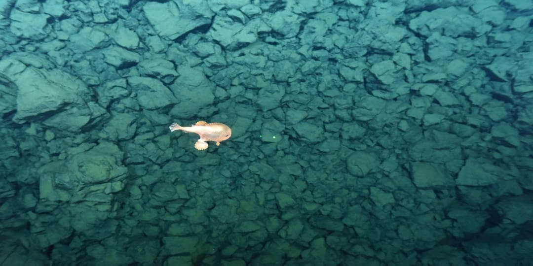 Las organizaciones ecologistas demandan adoptar este año una moratoria de la minería submarina