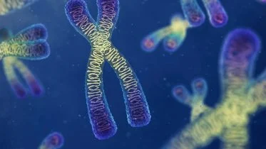 Chromosomes Science Illustration