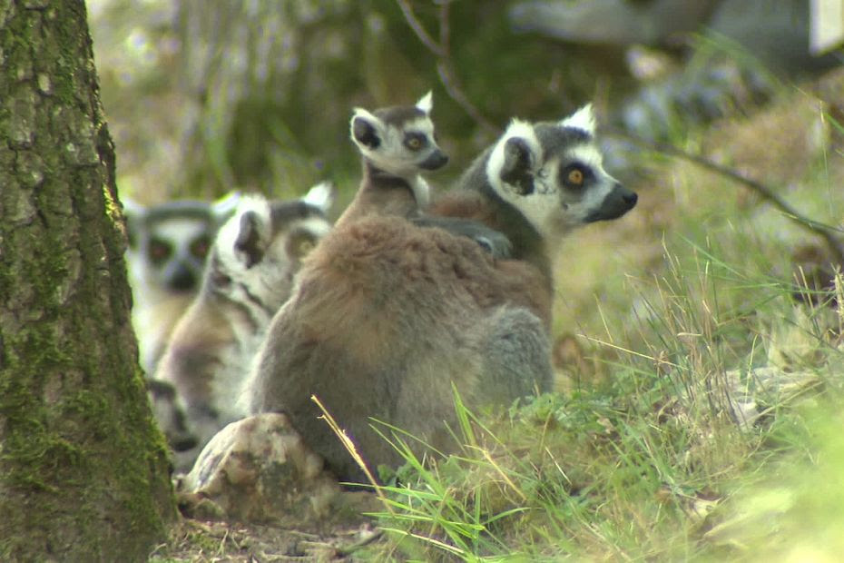 Lémuriens, gazelles, cerfs du Vietnam, ces espèces en danger qui se reproduisent en captivité