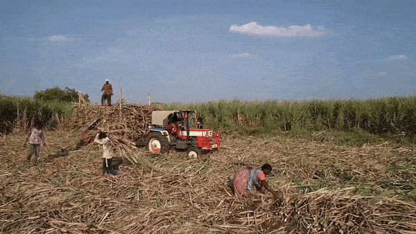 A gif of a sugar cane field with women cutting and gathering canes, which are placed on a wagon hauled by a tractor. 