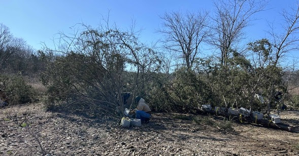 Cedar tree brush piles on shore waiting to be loaded on a barge.