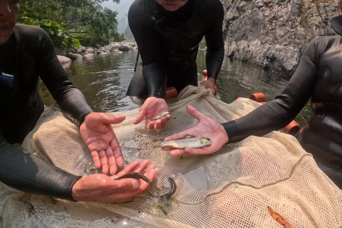 Photo of 3 people in wetsuits standing in a shallow tributary of the Salmon River, holding saples of small fish, juvenile Coho salmon, Chinook salmon and steelhead trout, on August 15, 2024