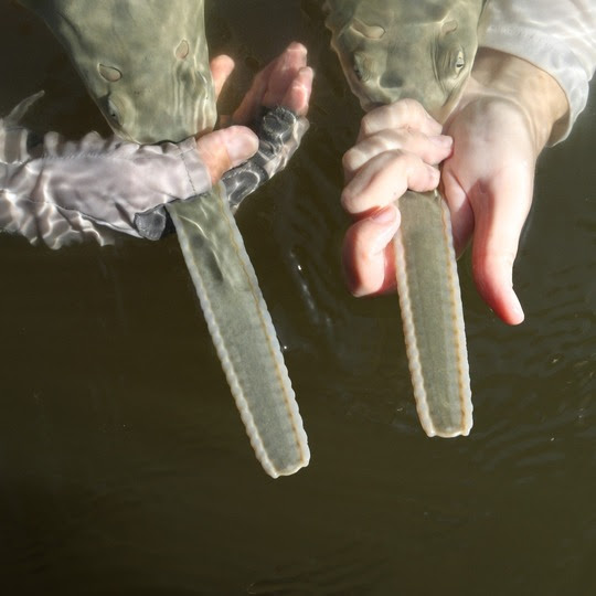 Young sawfish with rostral sheath still intact after birth.