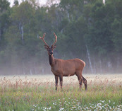 a spike bull elk