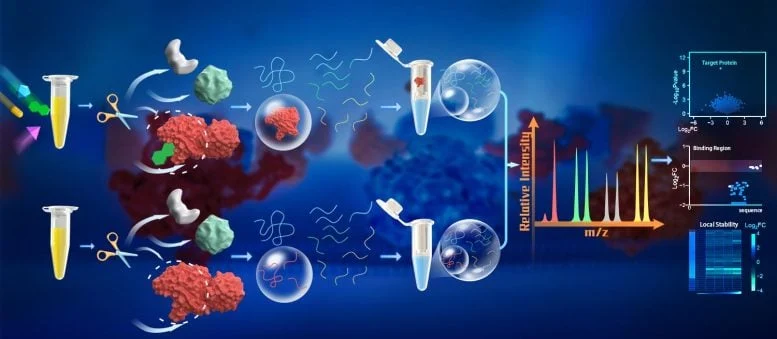 Peptide Centric Local Stability Assay